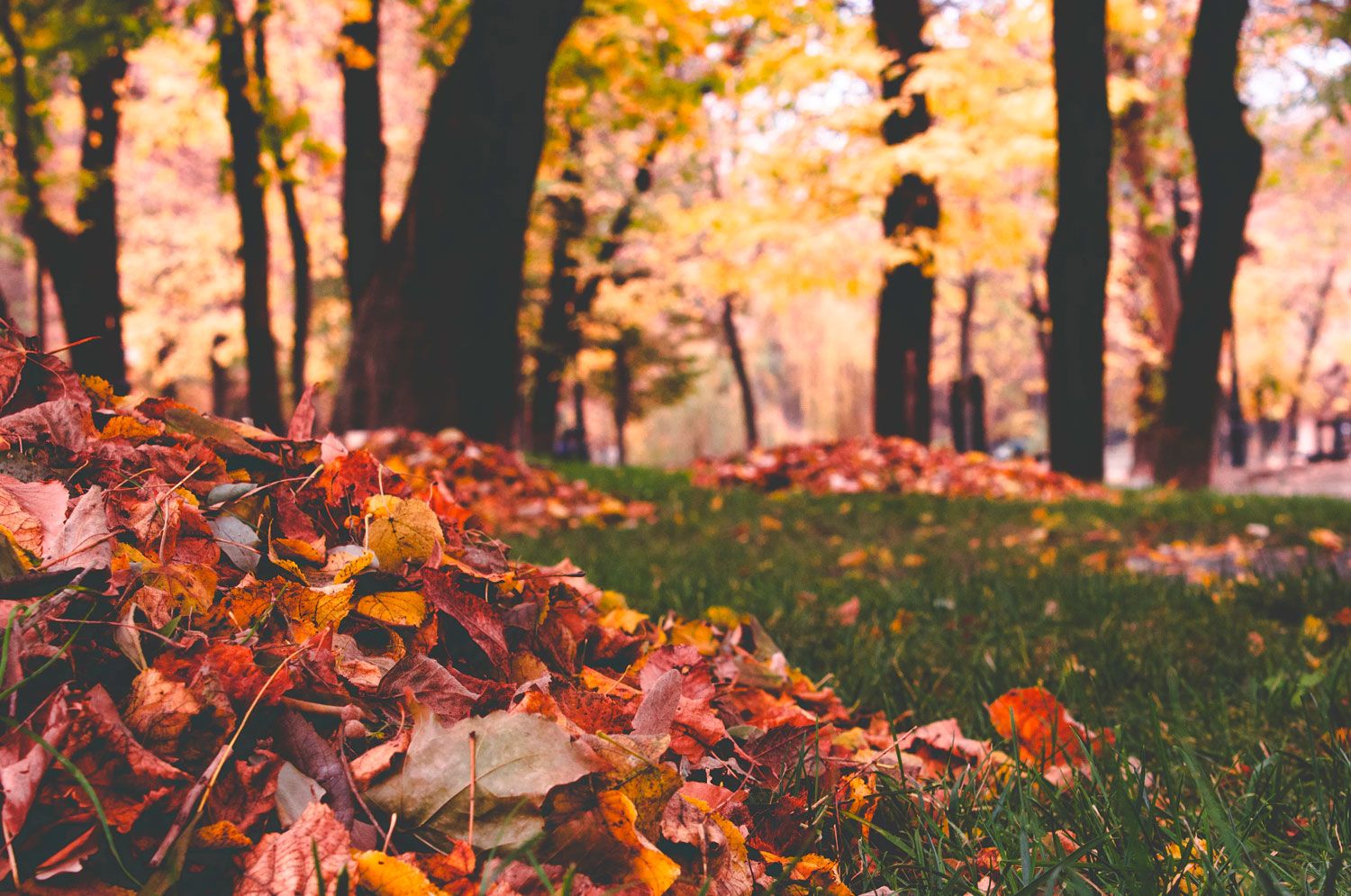 raking-leaves