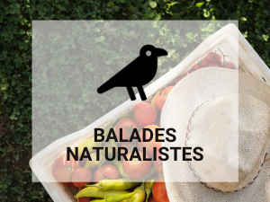 balades naturalistes