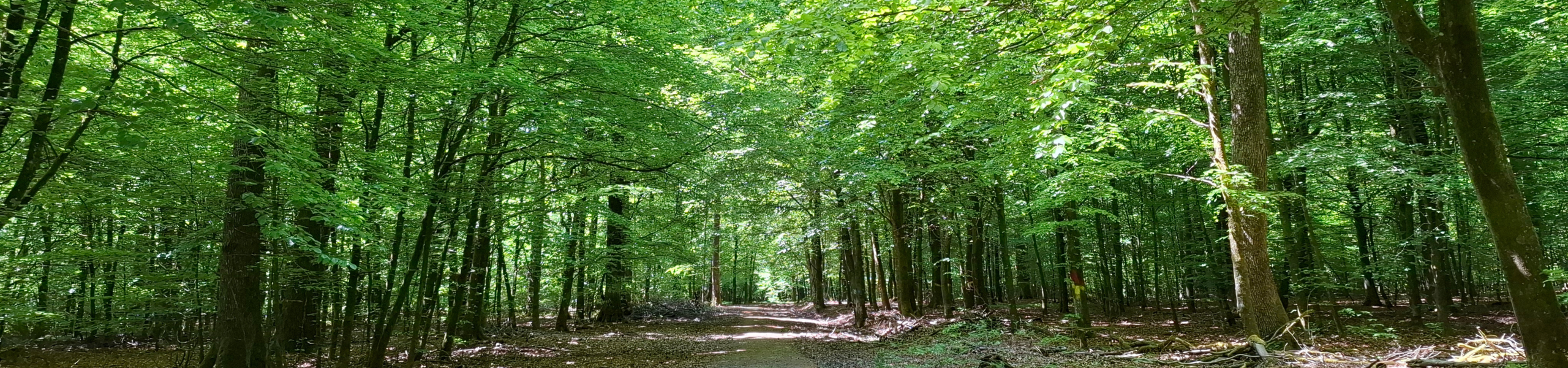 Balade forêt – Léglise – Printemps Balade forêt - Léglise - Printemps