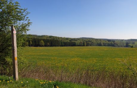 Balade du bois brûlé - Léglise