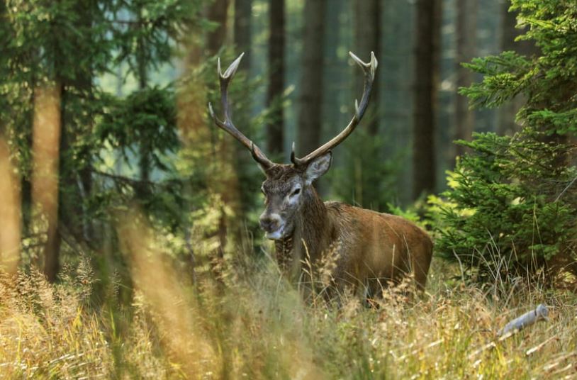 Cerf