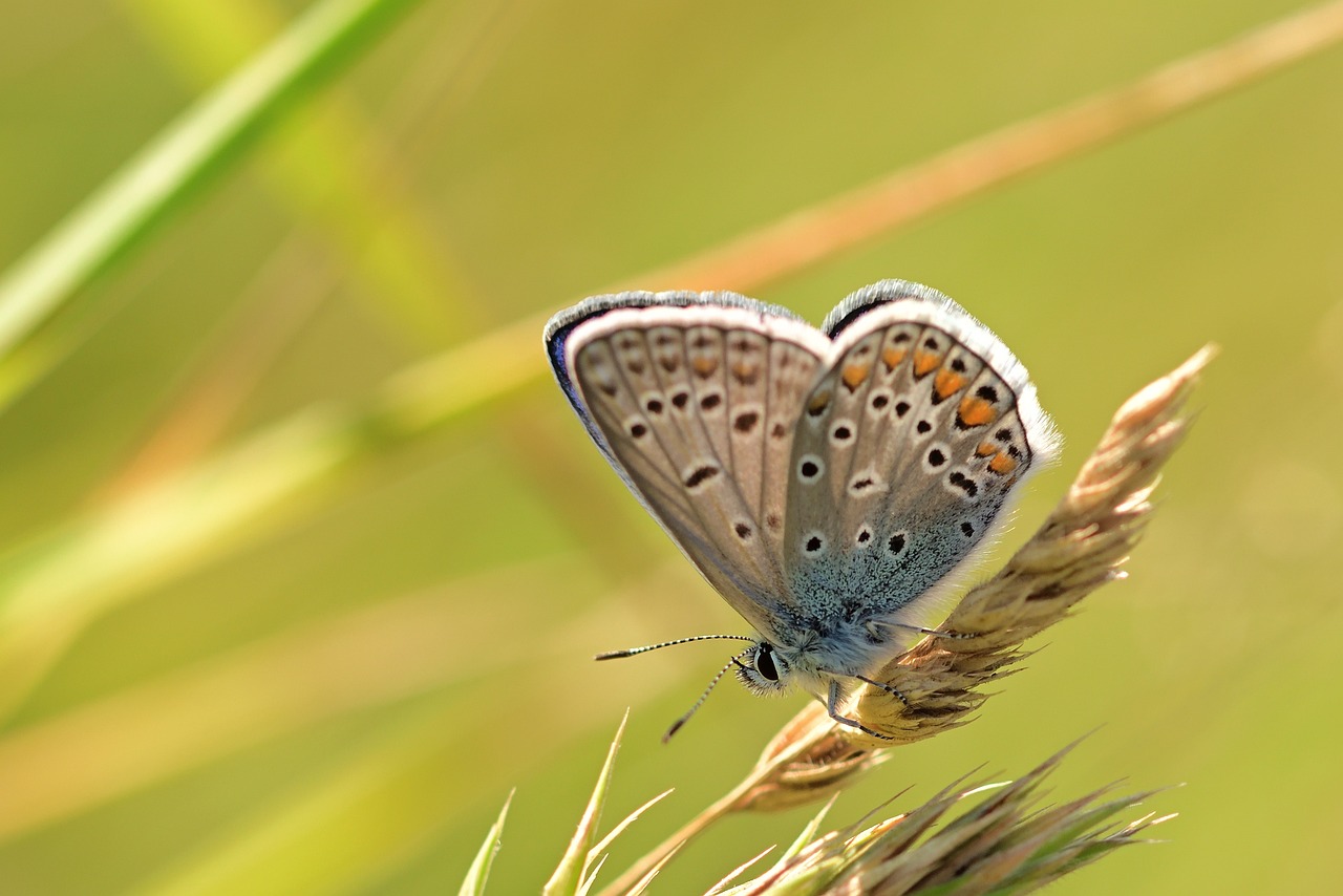 Balade naturaliste