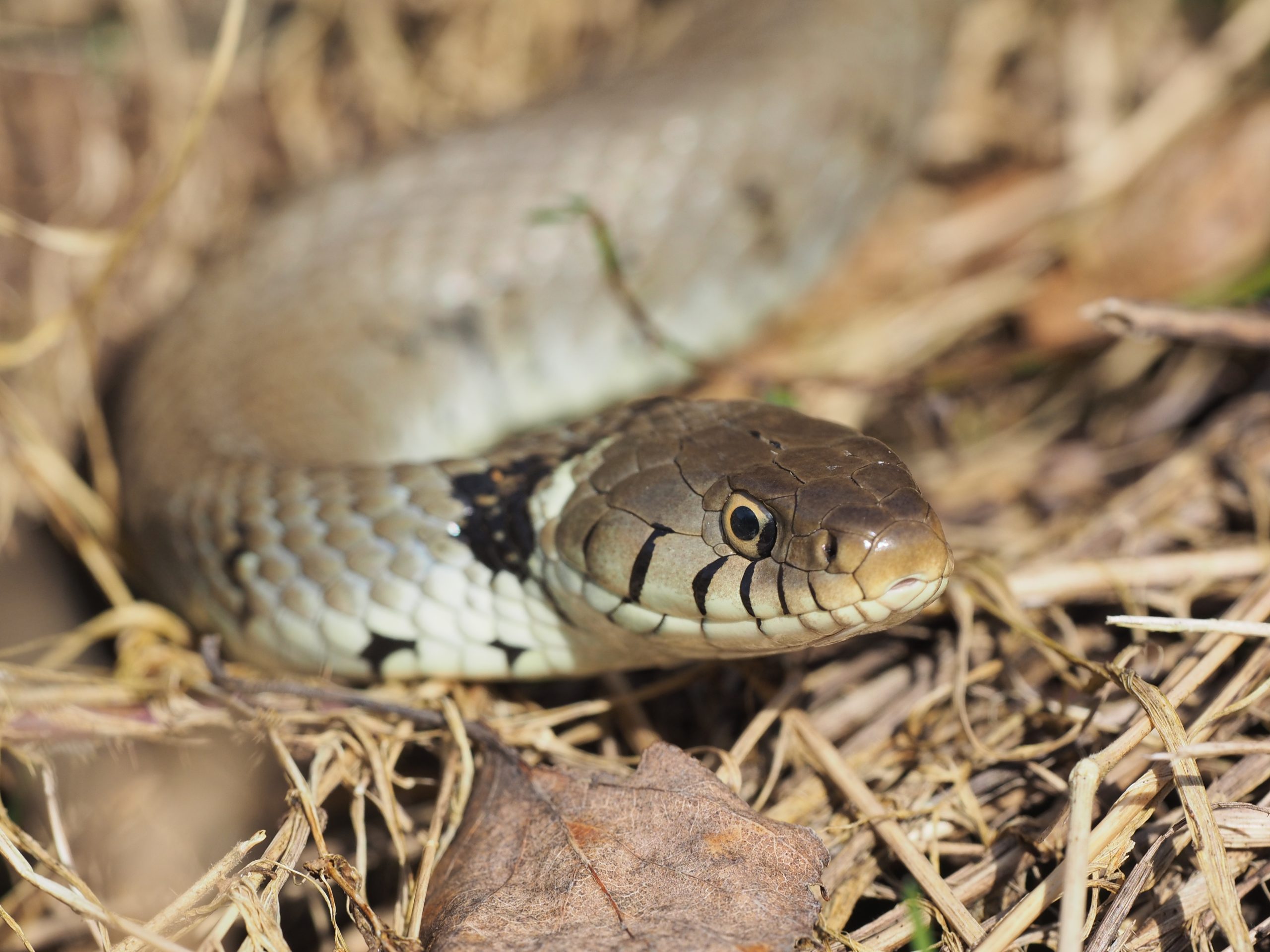 conference naturaliste reptile