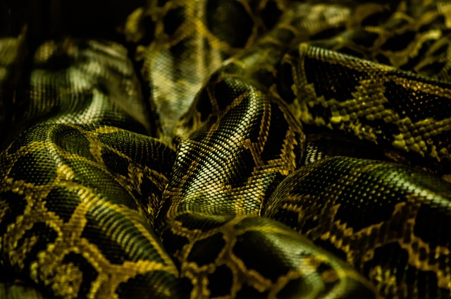 conference reptile