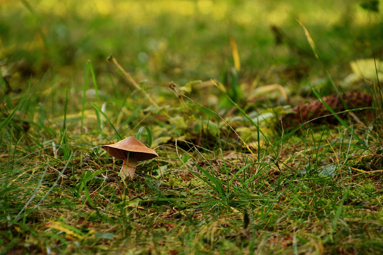 Balade nature