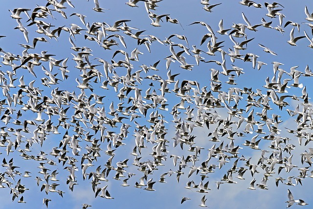 oiseau