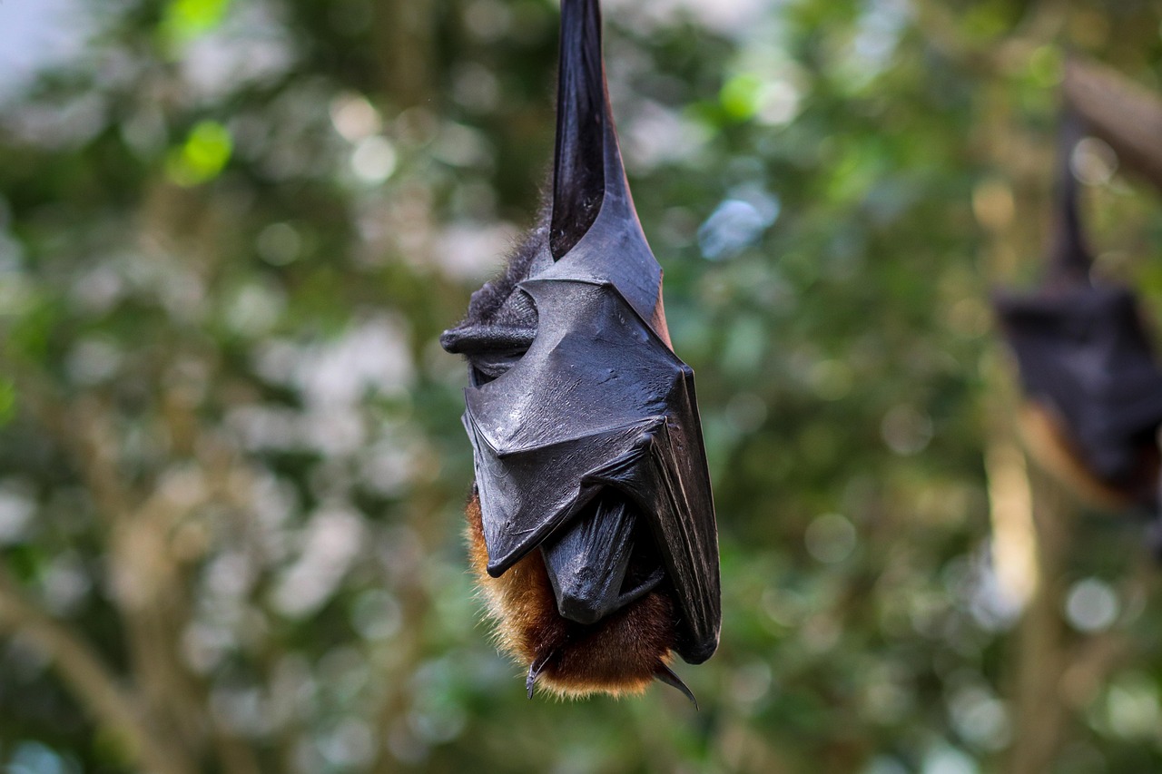chauves souris