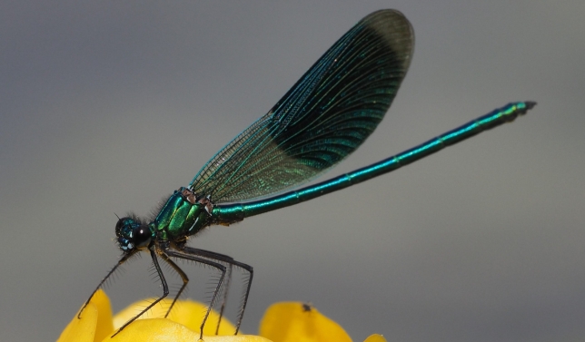 libellules